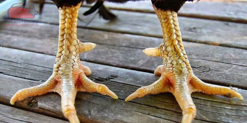 Top 11 dáng vảy gà chọi xấu sư kê cần tránh mua Vảy khai tiền