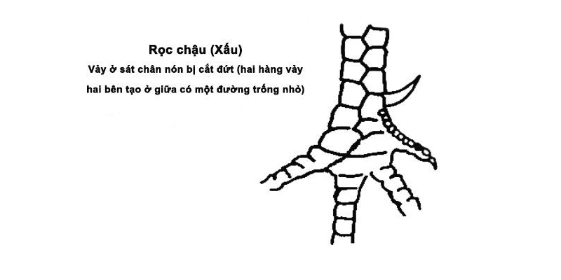 Top 11 dáng vảy gà chọi xấu sư kê cần tránh mua Vảy rọc chậu và dậm chậu