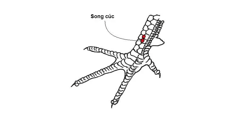 Top 11 dáng vảy gà chọi xấu sư kê cần tránh mua Vảy song cúc