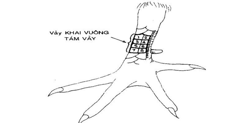 Top 11 dáng vảy gà chọi xấu sư kê cần tránh mua Khai vuông tám vảy