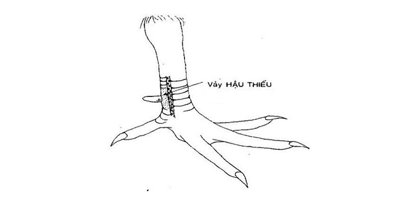 Top 11 dáng vảy gà chọi xấu sư kê cần tránh mua Vảy hậu thiếu