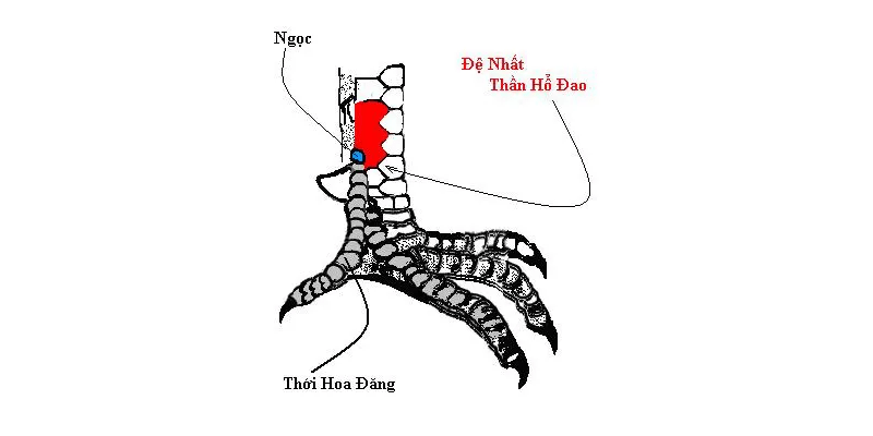 Top 11 dáng vảy gà chọi xấu sư kê cần tránh mua Vảy độ tiền thiếu