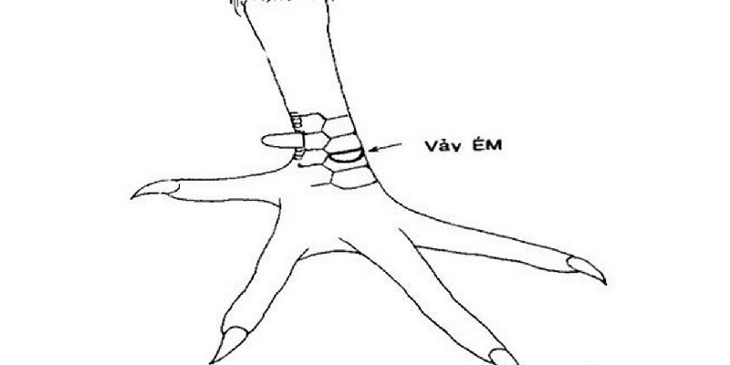 Top 11 dáng vảy gà chọi xấu sư kê cần tránh mua Vảy gà chọi xấu - Vảy gà ém