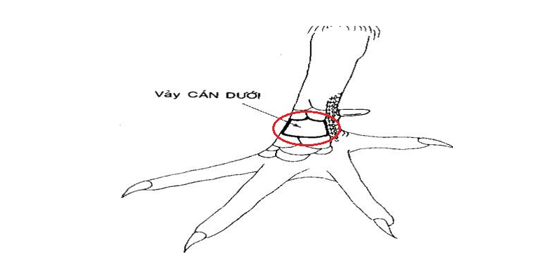 Top 11 dáng vảy gà chọi xấu sư kê cần tránh mua Vảy cán dưới
