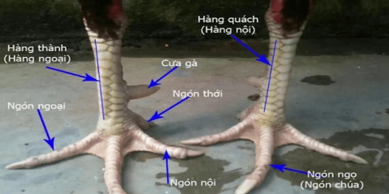 Tất tần tật thông tin về vảy gà Án Thiên Án Thiên là dáng vảy tốt, quý hiếm, có giá trị kinh tế đắt đỏ