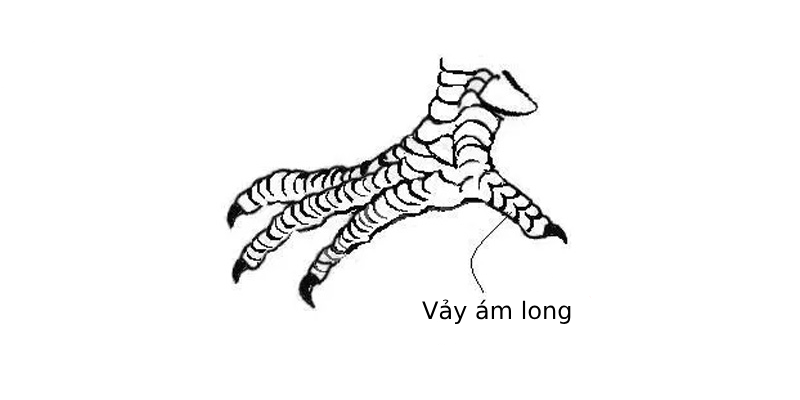 Vảy ám long là gì? Những lợi thế khủng khi có vảy ám long Vảy gà ám long - Khí phách của những chiến kê anh dũng